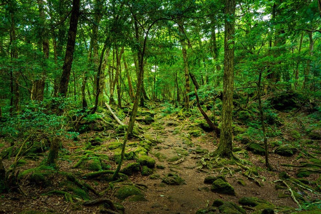 Aokigahara Forest – Japan